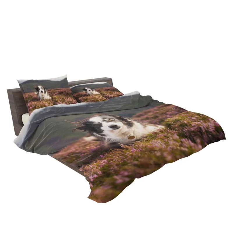 Stare and Depth Of Field Lavender Collie: Border Collie Bedding Set 2
