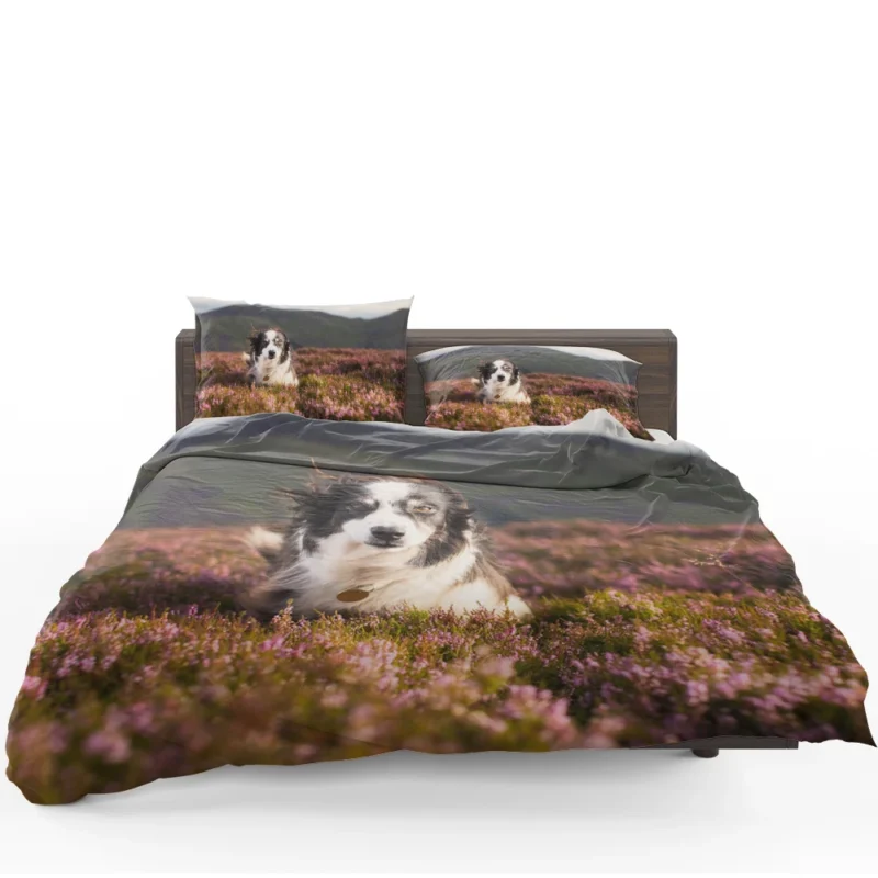 Stare and Depth Of Field Lavender Collie: Border Collie Bedding Set