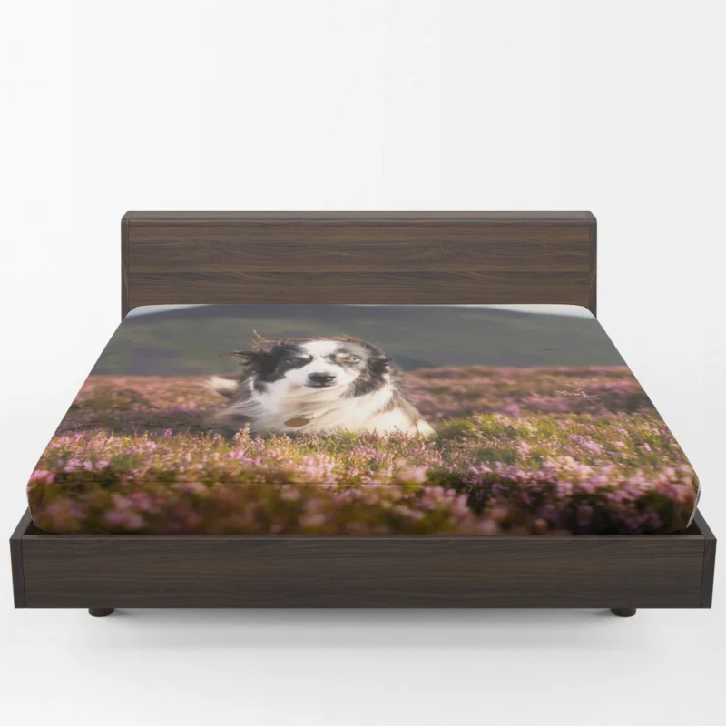 Stare and Depth Of Field Lavender Collie: Border Collie Fitted Sheet 1