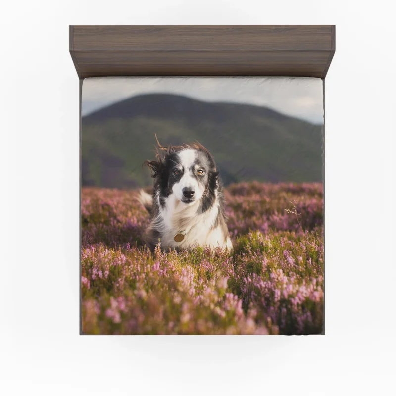 Stare and Depth Of Field Lavender Collie: Border Collie Fitted Sheet