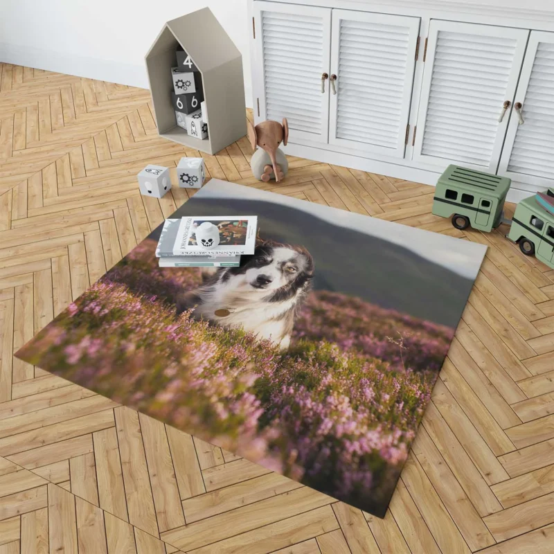 Stare and Depth Of Field Lavender Collie: Border Collie Floor Rug 1