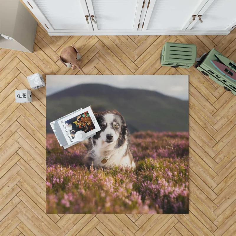 Stare and Depth Of Field Lavender Collie: Border Collie Floor Rug