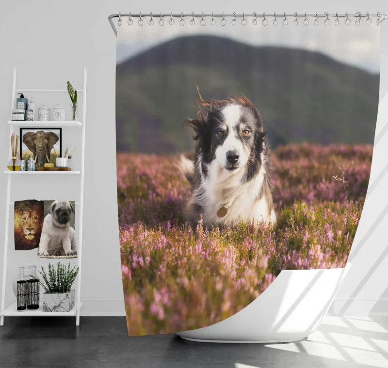 Stare and Depth Of Field Lavender Collie: Border Collie Shower Curtain