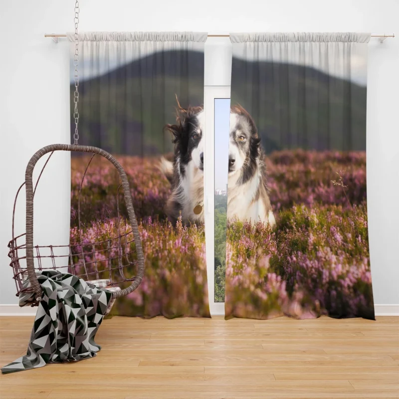 Stare and Depth Of Field Lavender Collie: Border Collie Window Curtain