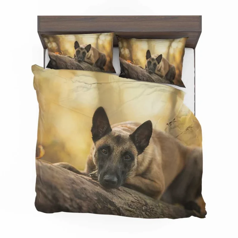 Stare with Depth Of Field: Belgian Malinois Bedding Set 1