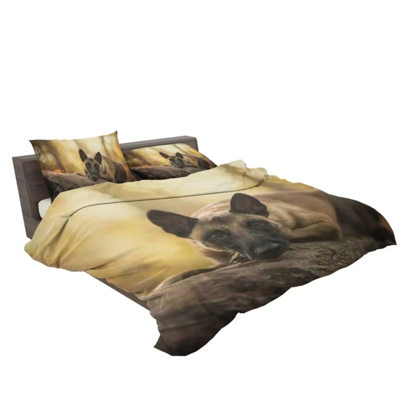 Stare with Depth Of Field: Belgian Malinois Bedding Set 2