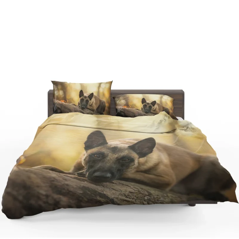 Stare with Depth Of Field: Belgian Malinois Bedding Set