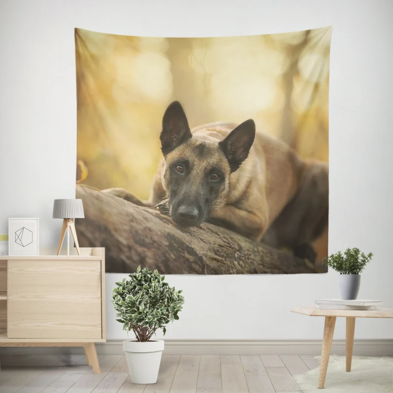 Stare with Depth Of Field  Belgian Malinois Wall Tapestry