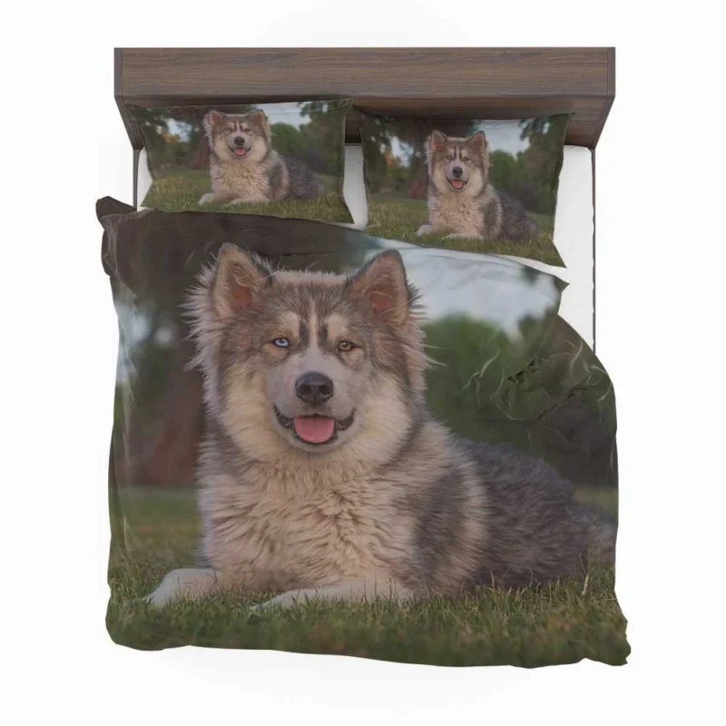 Stares and Heterochromia Beauty: Alaskan Malamute Quartet Bedding Set 1