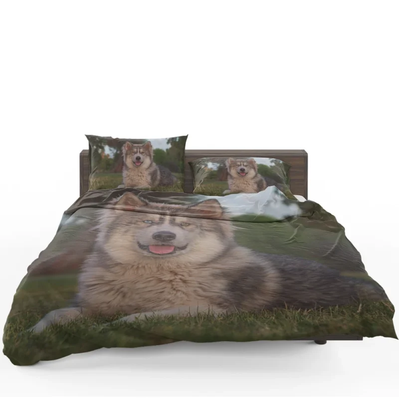 Stares and Heterochromia Beauty: Alaskan Malamute Quartet Bedding Set