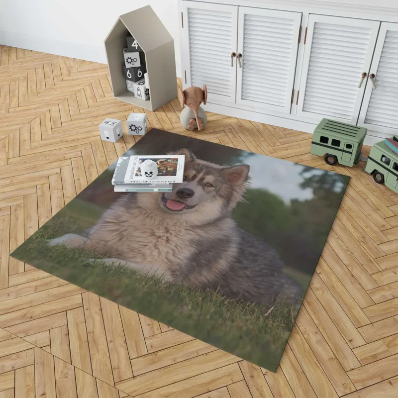 Stares and Heterochromia Beauty: Alaskan Malamute Quartet Floor Rug 1