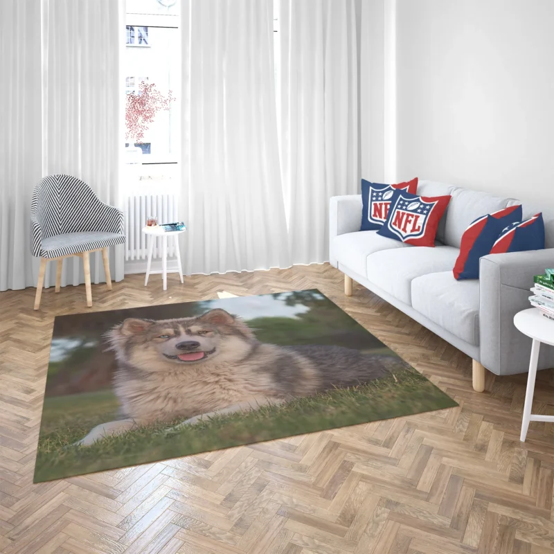 Stares and Heterochromia Beauty: Alaskan Malamute Quartet Floor Rug 2