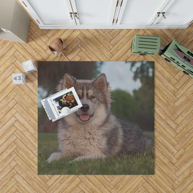 Stares and Heterochromia Beauty: Alaskan Malamute Quartet Floor Rug