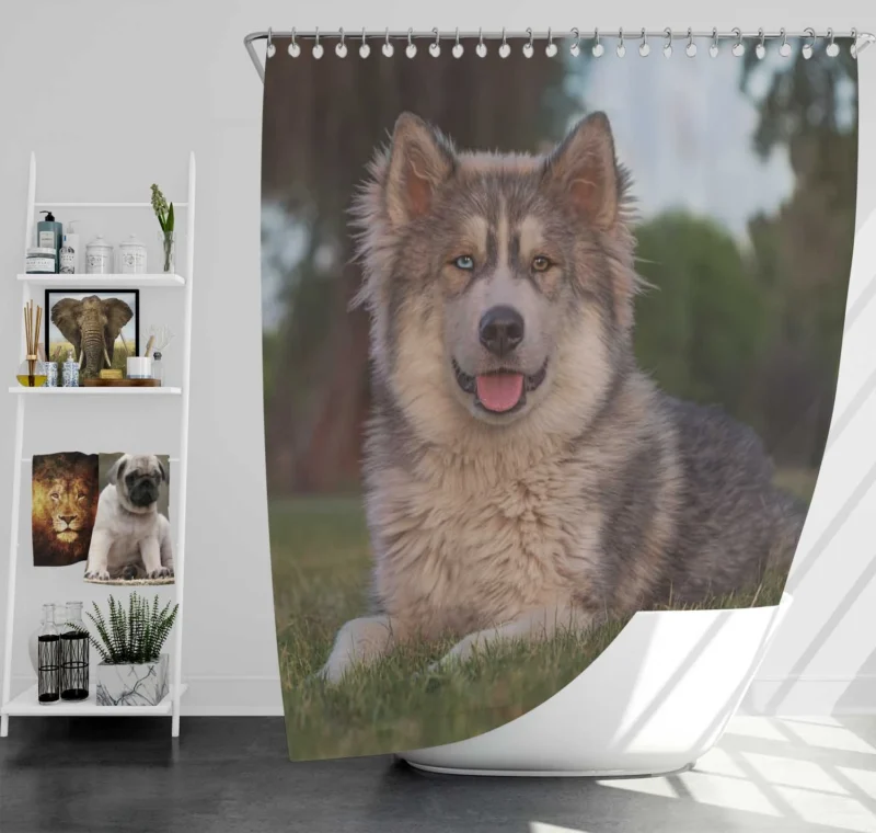 Stares and Heterochromia Beauty: Alaskan Malamute Quartet Shower Curtain