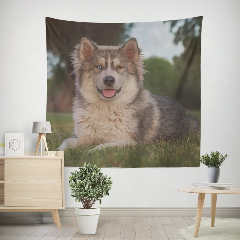 Stares and Heterochromia Beauty  Alaskan Malamute Quartet Wall Tapestry