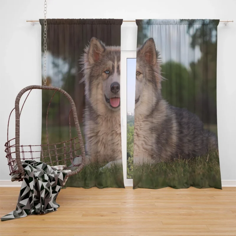 Stares and Heterochromia Beauty: Alaskan Malamute Quartet Window Curtain