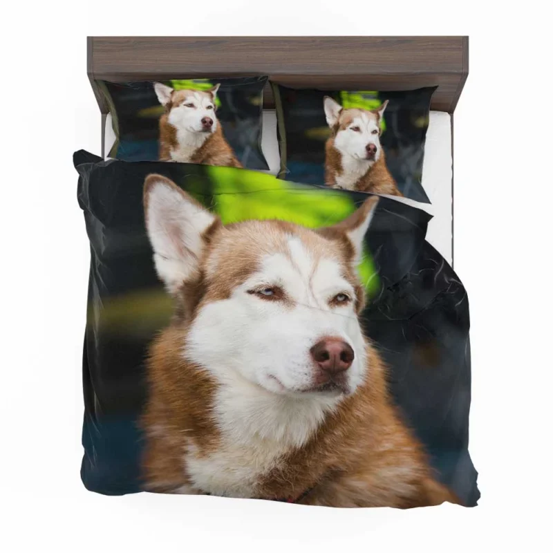 Stunning Canines: Brown and White Husky Quartet Bedding Set 1