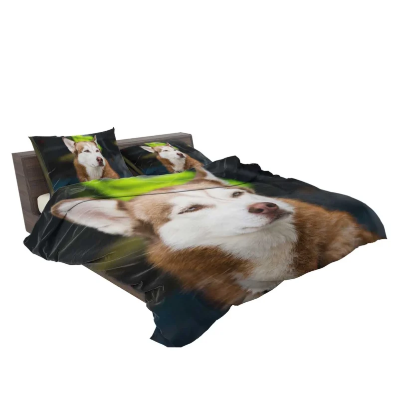 Stunning Canines: Brown and White Husky Quartet Bedding Set 2