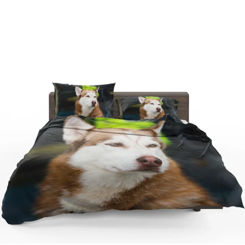 Stunning Canines: Brown and White Husky Quartet Bedding Set