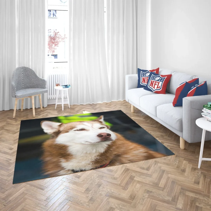 Stunning Canines: Brown and White Husky Quartet Floor Rug 2