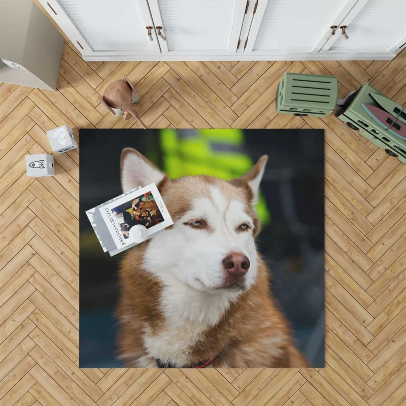 Stunning Canines: Brown and White Husky Quartet Floor Rug