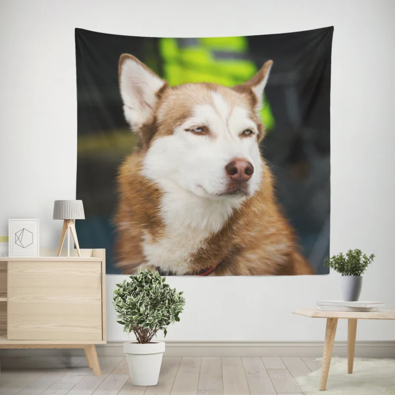 Stunning Canines  Brown and White Husky Quartet Wall Tapestry