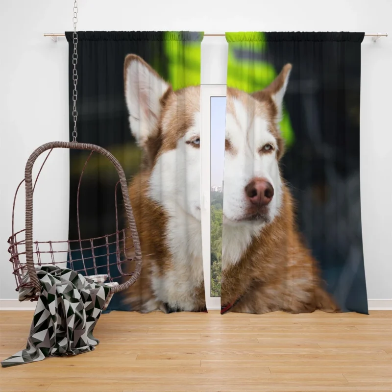 Stunning Canines: Brown and White Husky Quartet Window Curtain