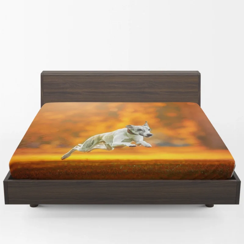 Stunning Quartet: Greyhounds in Orange Depth Fitted Sheet 1