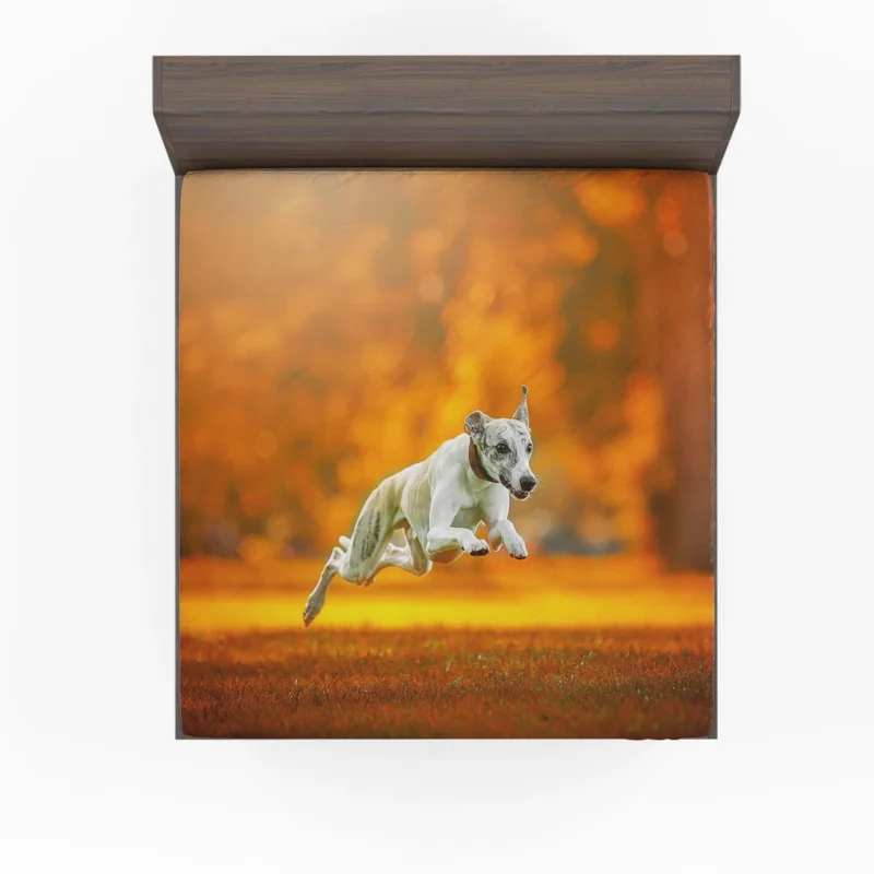 Stunning Quartet: Greyhounds in Orange Depth Fitted Sheet