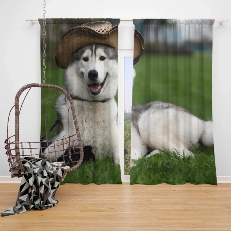 Stylish Canine Companions: Husky Quartet in Hats Window Curtain