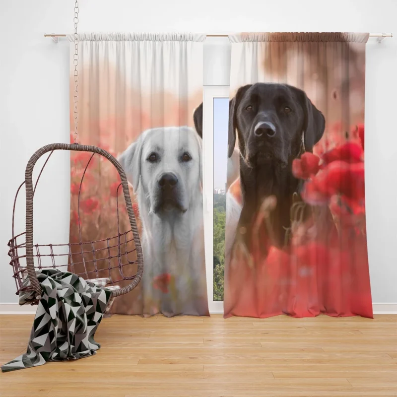 Summer Quartet: Labradors in a Poppy Field Window Curtain