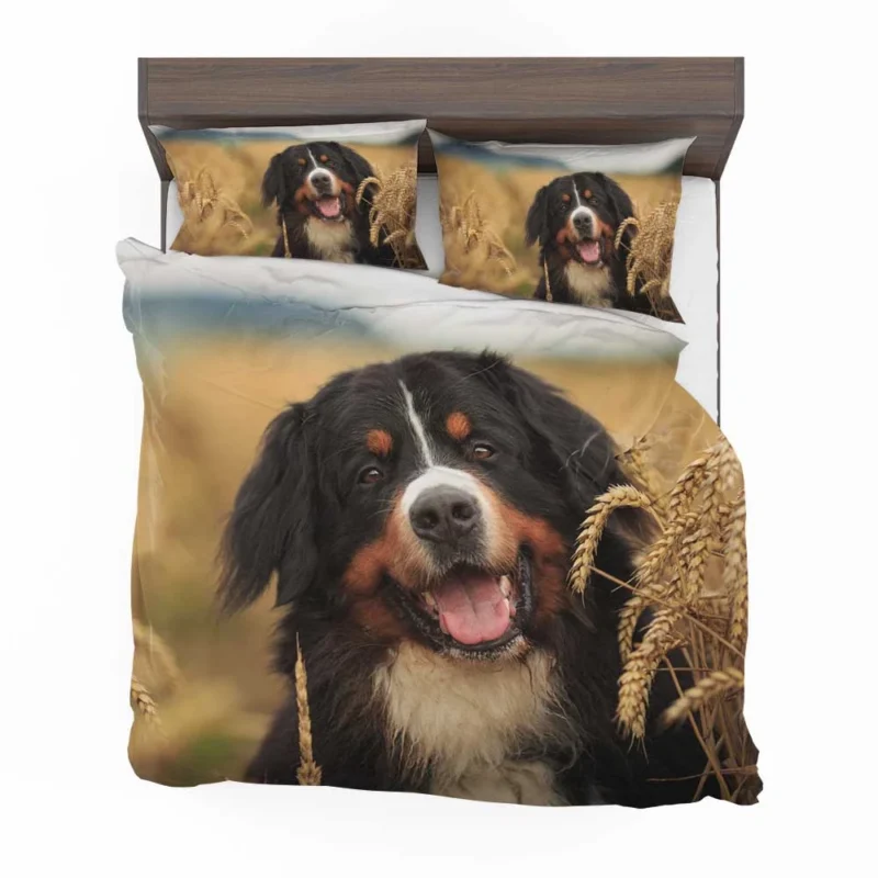 Summer Wheat Dreamland: Sennenhund Quartet Bedding Set 1