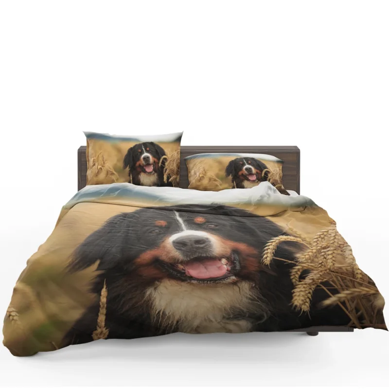 Summer Wheat Dreamland: Sennenhund Quartet Bedding Set