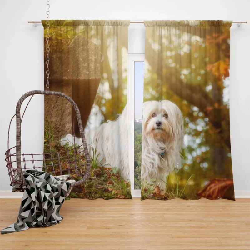 Sunny Bokeh Bliss: Maltese Quartet Window Curtain