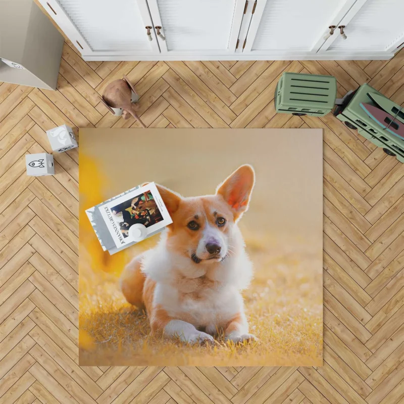 Sunny Day Playfulness: Corgi Quartet Floor Rug