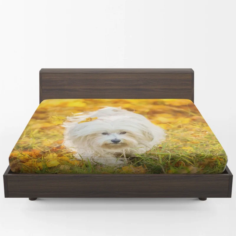 Sunny Serenity: Maltese Quartet Soaking Up Fitted Sheet 1