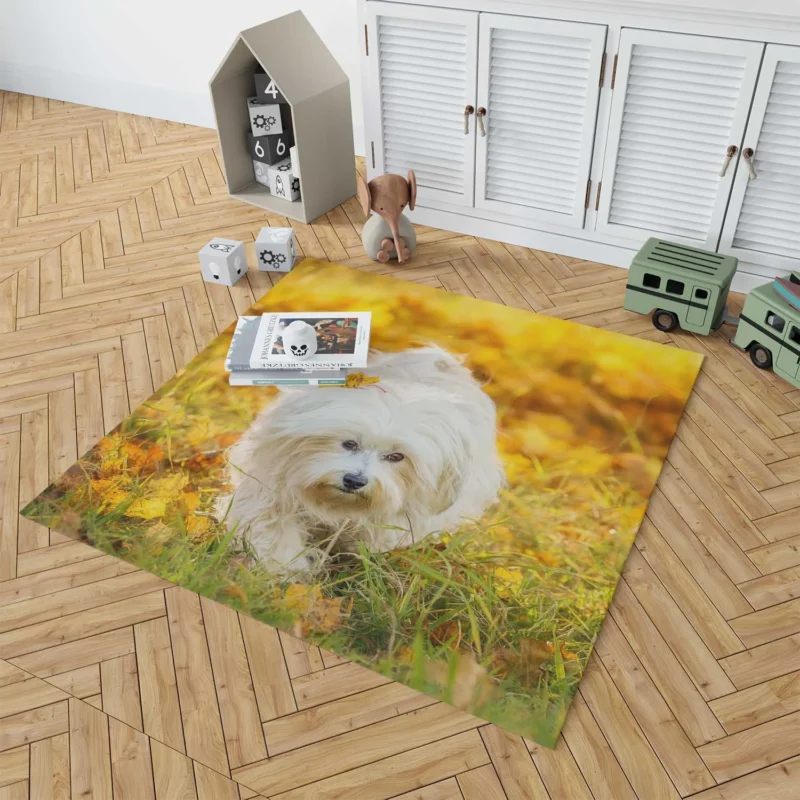 Sunny Serenity: Maltese Quartet Soaking Up Floor Rug 1