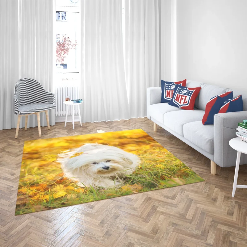 Sunny Serenity: Maltese Quartet Soaking Up Floor Rug 2