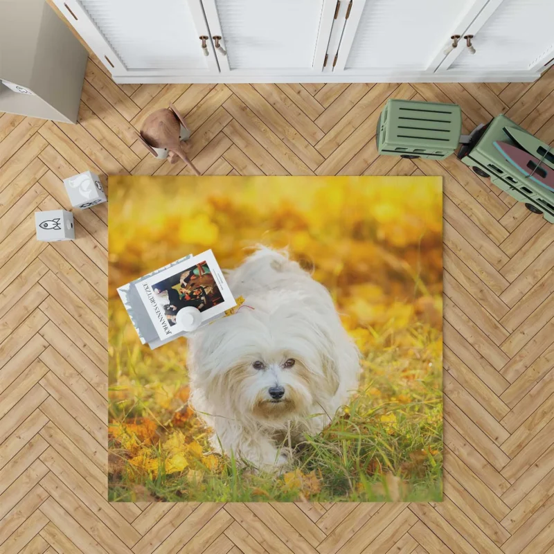 Sunny Serenity: Maltese Quartet Soaking Up Floor Rug