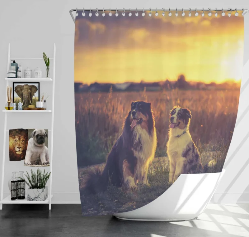 Sunset Beauty with Depth Of Field: Australian Shepherd Shower Curtain