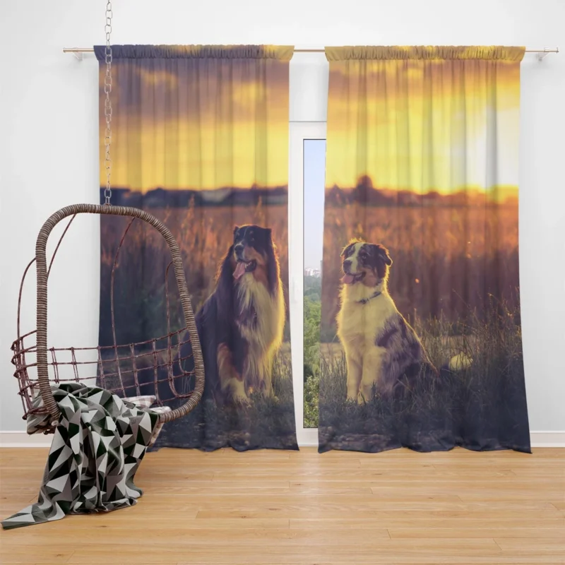 Sunset Beauty with Depth Of Field: Australian Shepherd Window Curtain