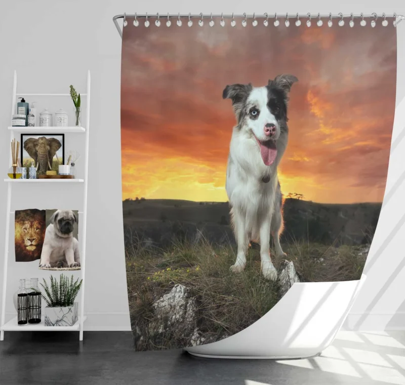 Sunset Landscape with Collie Clouds: Border Collie Shower Curtain