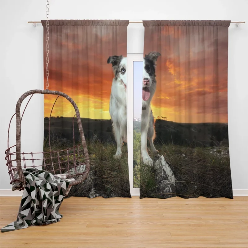 Sunset Landscape with Collie Clouds: Border Collie Window Curtain