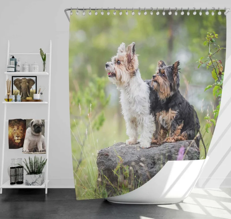 Sweet and Tiny: Yorkshire Terrier Quartet Shower Curtain