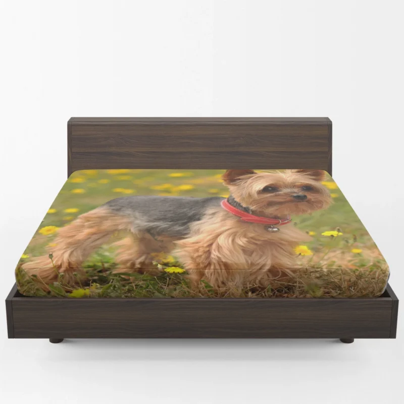 Symphony of Silkiness: Silky Terrier Quartet Fitted Sheet 1