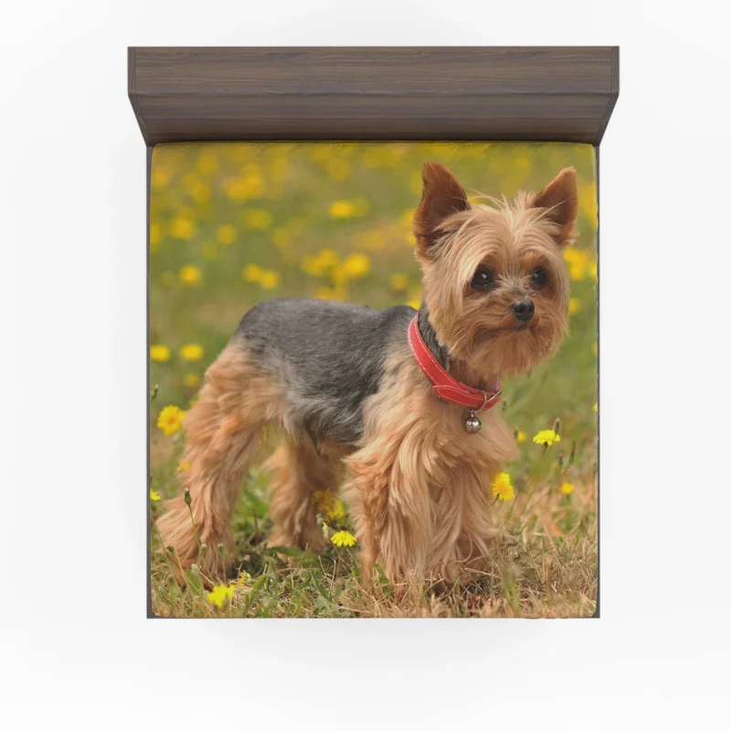 Symphony of Silkiness: Silky Terrier Quartet Fitted Sheet