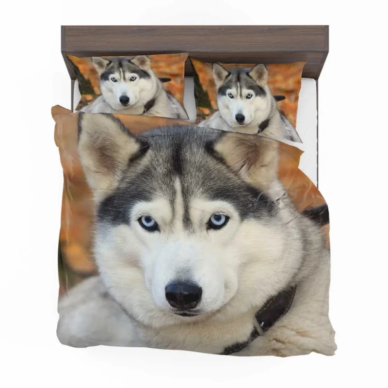 Symphony of Sled Dogs: Siberian Husky Quartet Bedding Set 1