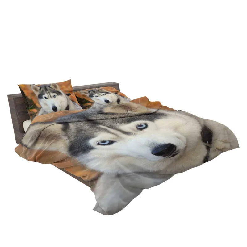 Symphony of Sled Dogs: Siberian Husky Quartet Bedding Set 2