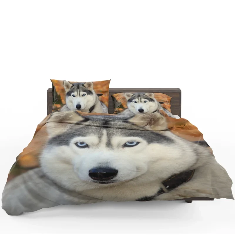 Symphony of Sled Dogs: Siberian Husky Quartet Bedding Set