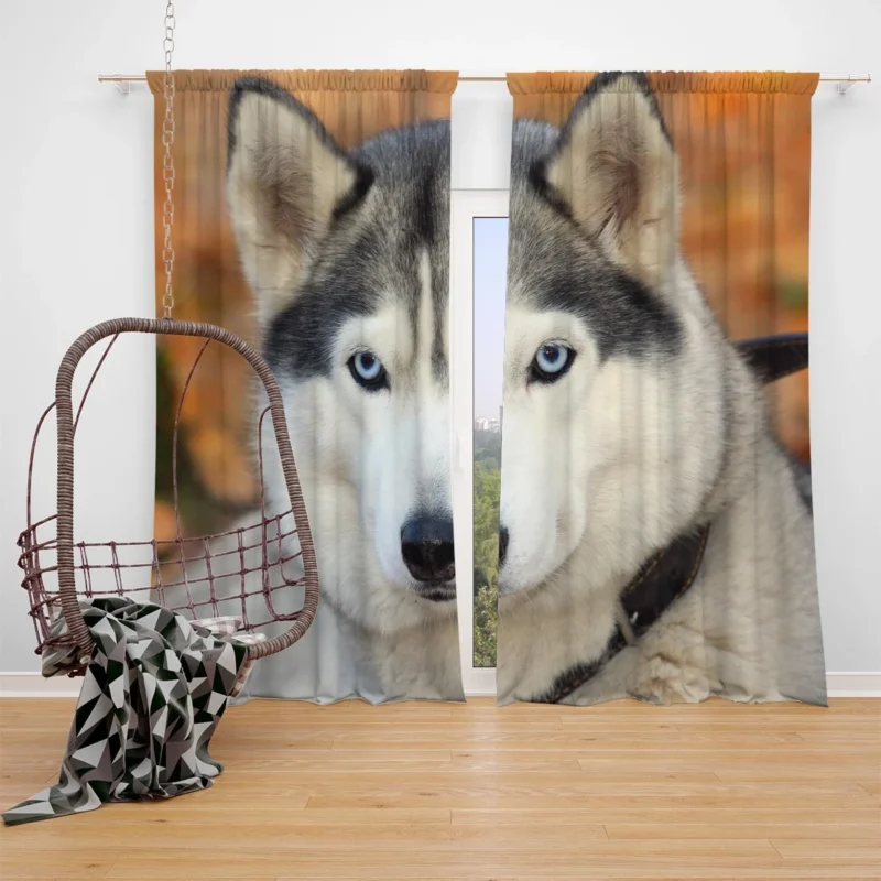 Symphony of Sled Dogs: Siberian Husky Quartet Window Curtain